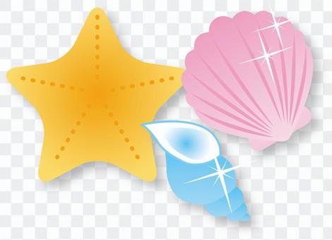 Seashell / Type f / uta Seashell / Type f / uta