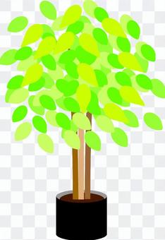 Foliage plant Foliage plant