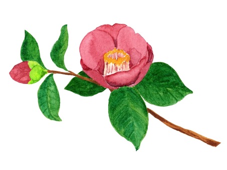 Camellia flowers drawn in watercolor Camellia flowers drawn in watercolor