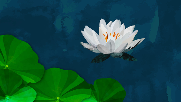 Background material: water lily, white (full HD size) Background material: water lily, white (full HD size)