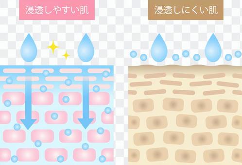 Cross-sectional view of skin with high penetration and skin with low penetration Cross-sectional view of skin with high penetration and skin with low penetration