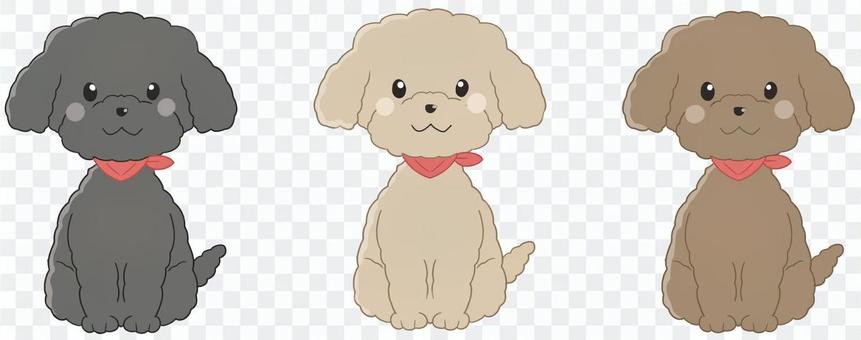 Toy poodle sitting Toy poodle sitting