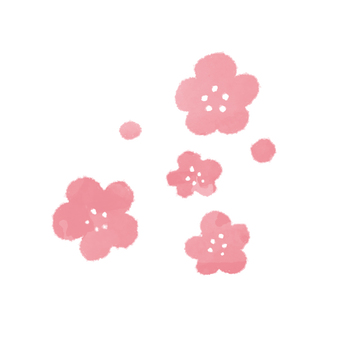Cherry Blossoms Cherry Blossoms