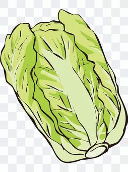 Chinese cabbage Chinese cabbage