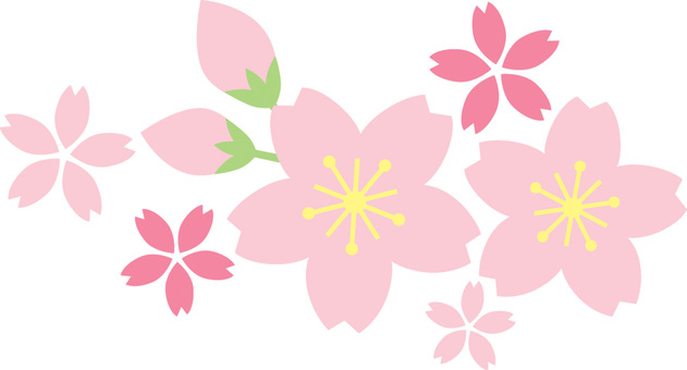 Cherry Blossoms Cherry Blossoms