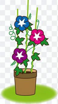 morning glory morning glory