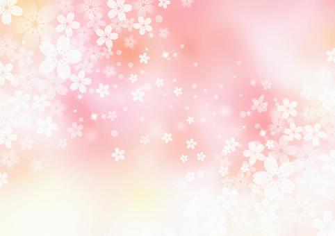 Sakura _ Pink background Sakura _ Pink background