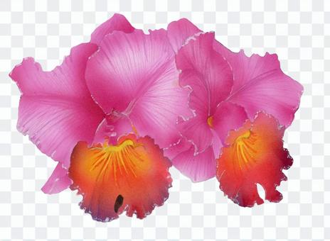 Cattleya ★ 0017-F Cattleya ★ 0017-F