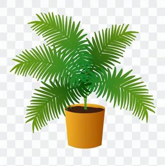 Foliage plant Foliage plant