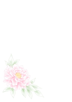Peony flowers Peony flowers