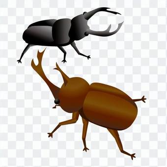 Stag beetle and beetle Stag beetle and beetle