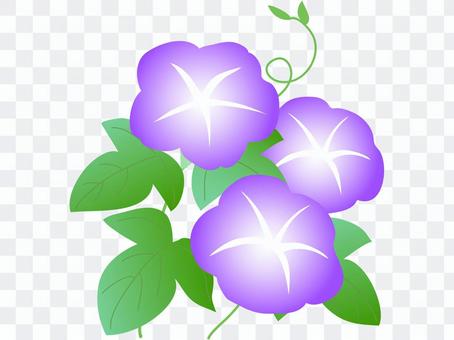 Morning glory Morning glory