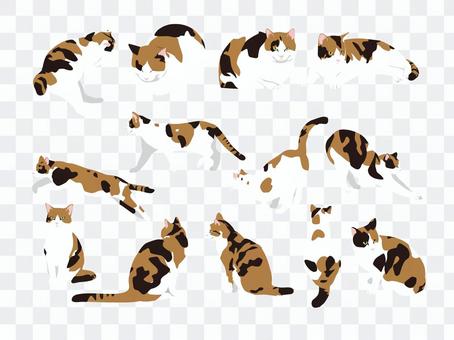 Miwa cat set Miwa cat set