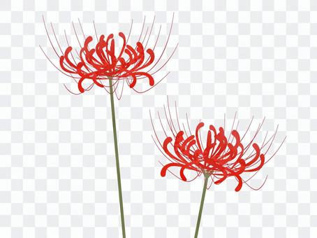 2 copies of the other side flower 2 copies of the other side flower