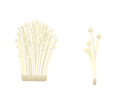 Enoki / Enoki Mushroom / Mushroom / Wild Vegetables Enoki / Enoki Mushroom / Mushroom / Wild Vegetables