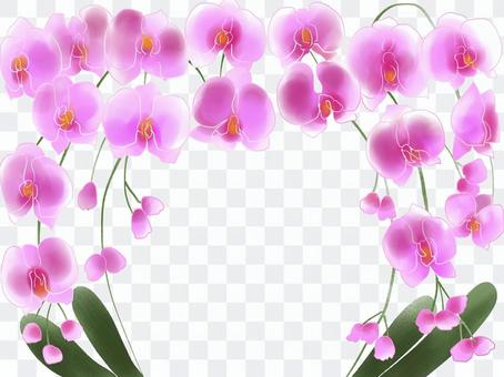 Phalaenopsis orchid Phalaenopsis orchid