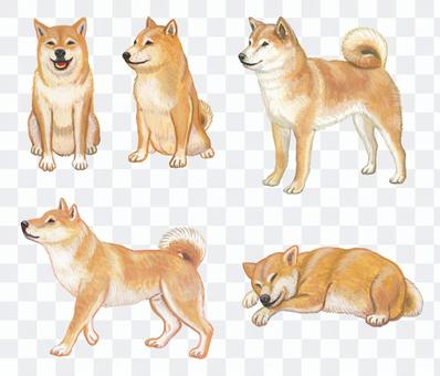 Shiba inu Shiba inu