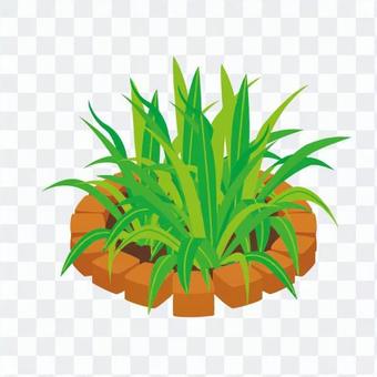 Foliage plant Foliage plant