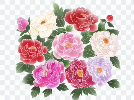 Peony flowers Peony flowers