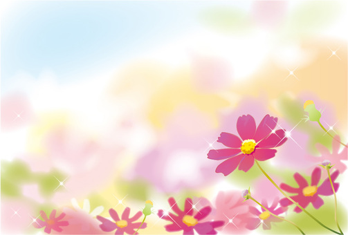 Cosmos flower garden Cosmos flower garden
