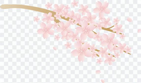 Cherry Blossoms Cherry Blossoms