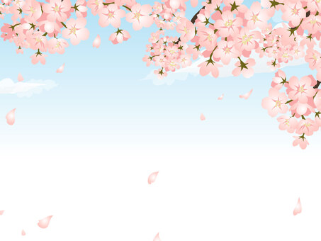 Cherry blossoms and blue sky frame Cherry blossoms and blue sky frame