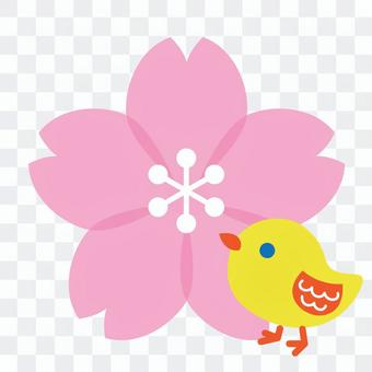 Cherry blossoms and chicks Cherry blossoms and chicks