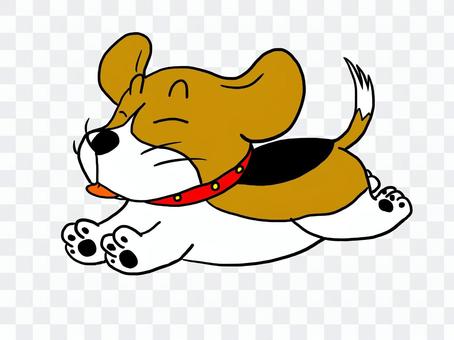 Run beagle dog Run beagle dog