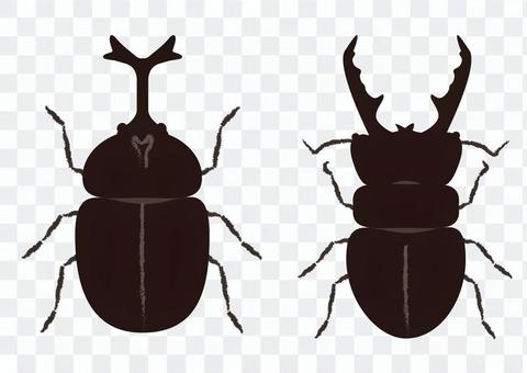 Beetle_ beetle & amp; stag beetle Beetle_ beetle & amp; stag beetle