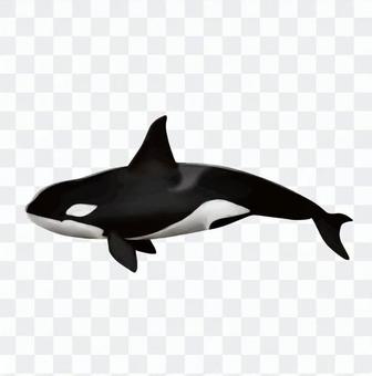 Killer whale Killer whale