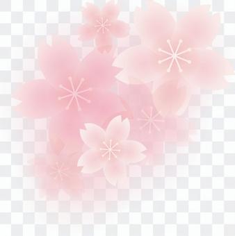 One point of cherry blossoms One point of cherry blossoms