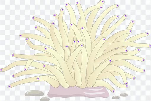 Silite sea anemone Silite sea anemone