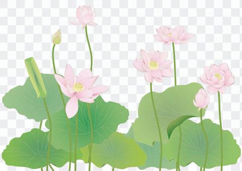 Lotus flower large size fine _ 7 rings _ horizontal size Lotus flower large size fine _ 7 rings _ horizontal size