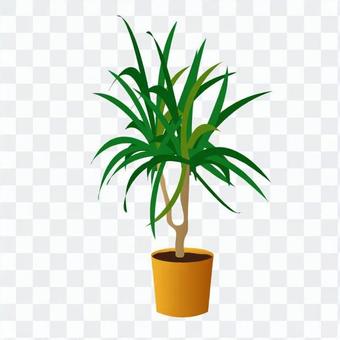 Foliage plant Foliage plant