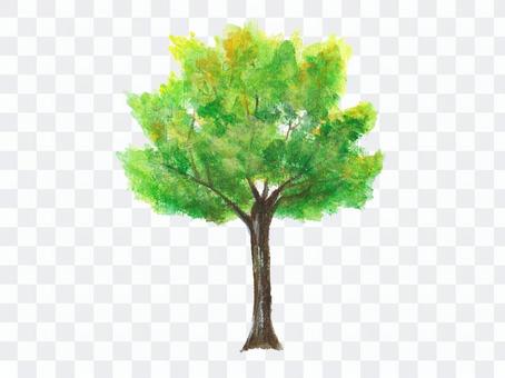 Street tree Street tree