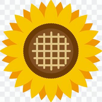 Sunflower (sunflower) Sunflower (sunflower)