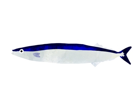 pacific saury pacific saury