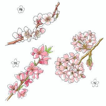 Ume peach cherry Ume peach cherry