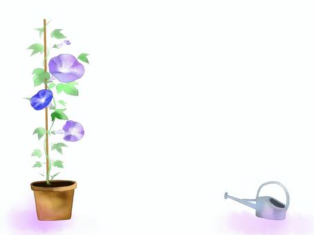 Morning glory (sideways) Morning glory (sideways)