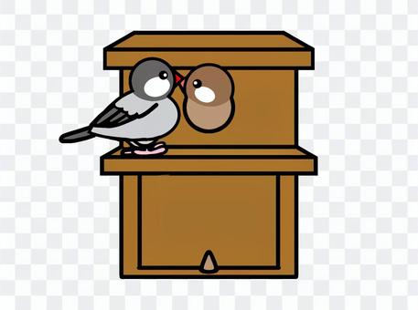 Java sparrow birdhouse Java sparrow birdhouse