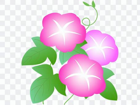 Pink morning glory Pink morning glory