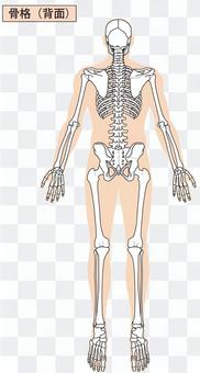 Full body skeleton (back) Full body skeleton (back)
