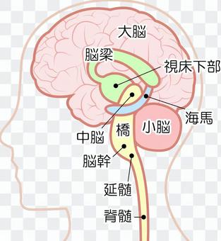 Brain structure map Brain structure map