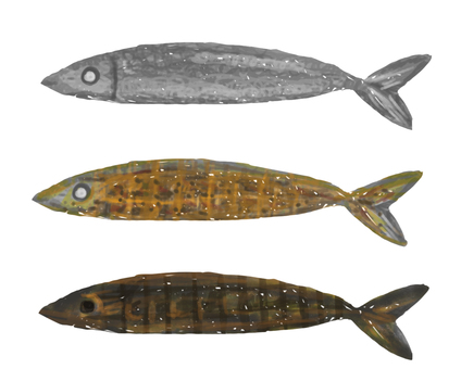 3 Pacific saury 3 Pacific saury