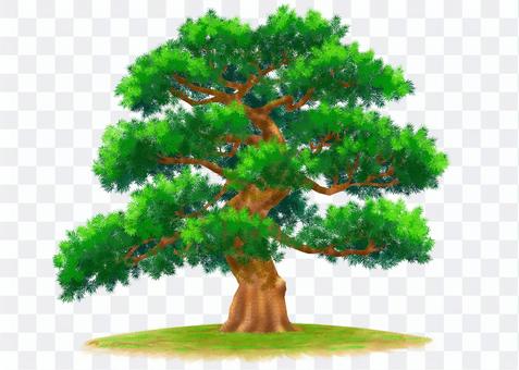 Nature Illustration-Pine Tree Nature Illustration-Pine Tree