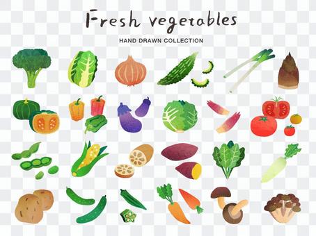 Hand-painted vegetable illustration set Hand-painted vegetable illustration set