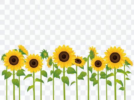 Summer flower · Sunflower (sunflower) multiple 02 Summer flower · Sunflower (sunflower) multiple 02