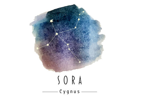 Cygnus watercolor illustration Cygnus watercolor illustration