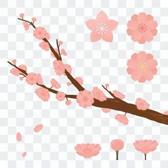 Various peach blossoms Various peach blossoms