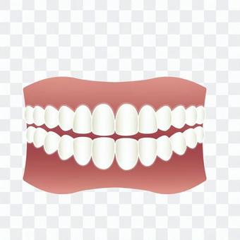 Tooth alignment Tooth alignment